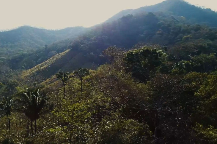 palms trees in Finca Las Nubes home and land for sale samara guanacaste costa rica