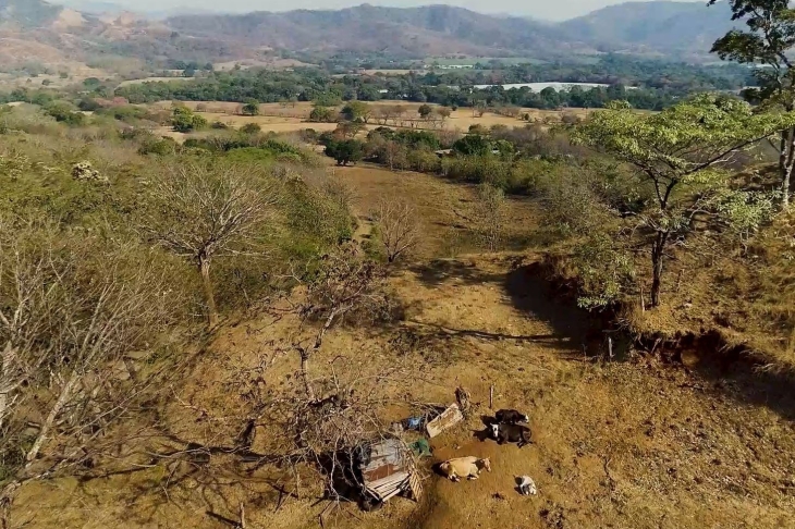 big fields with cows at Finca Las Nubes home and land for sale samara guanacaste costa rica