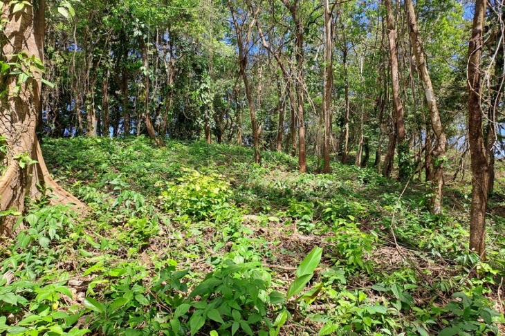 forest in lote Mirador two for sale samara costa rica