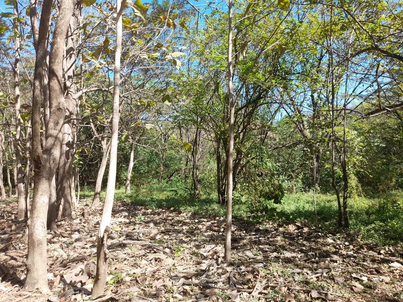 Backyard of Lot Leo 1300, land for sale at Samara Beach, Guanacaste, Costa Rica