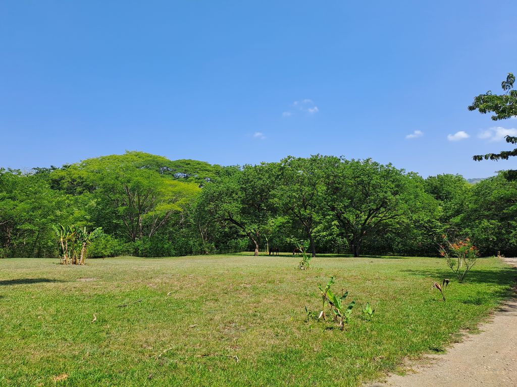 Jungle view from Casa Jungla Tranquila, home for sale at Samara Beach, Guanacaste, Costa Rica