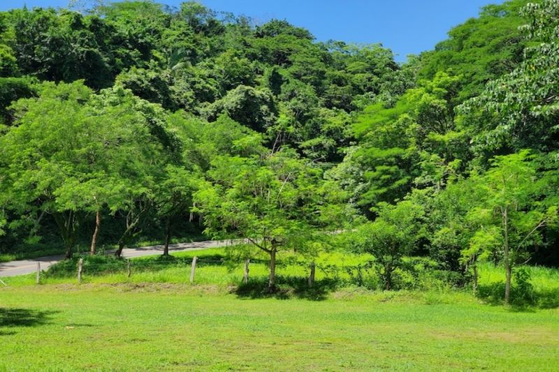 Jungle view from Lote Conacaste for sale at Samara Costa Rica