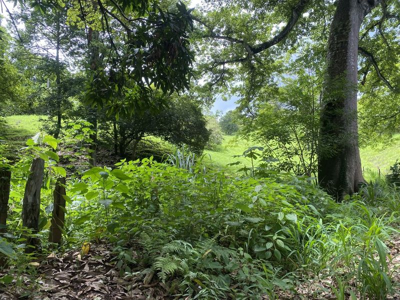 grass surrouding a big ceiba tree at Finca rio el carmen land for sale samara costa rica