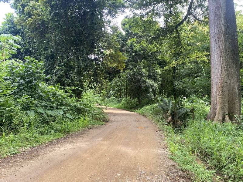 lovely road with ceiba tree leading to Finca rio el carmen land for sale samara costa rica