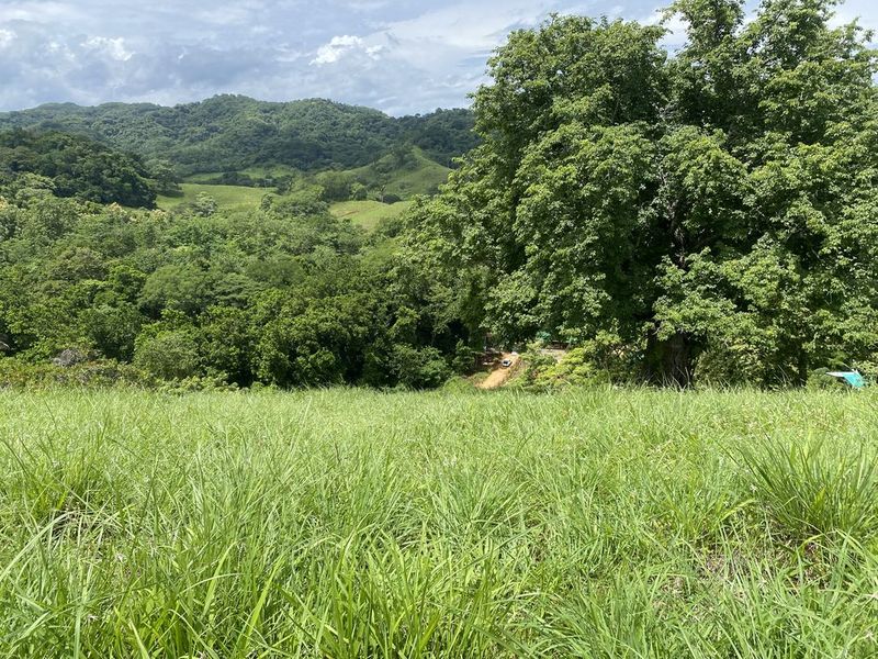 jungle and grass at Finca rio el carmen land for sale samara costa rica