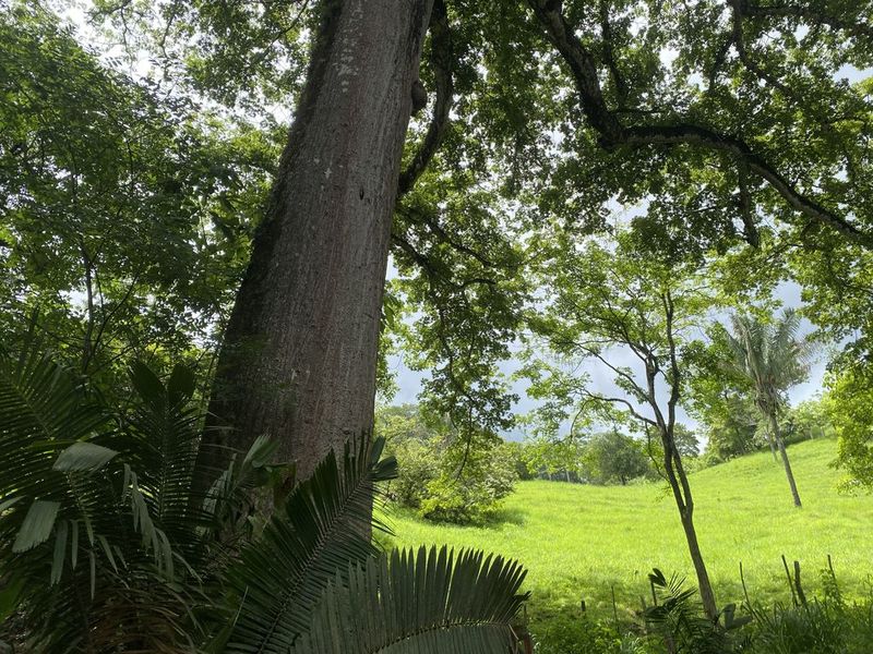 Very large tree trunc at Finca rio el carmen land for sale samara costa rica