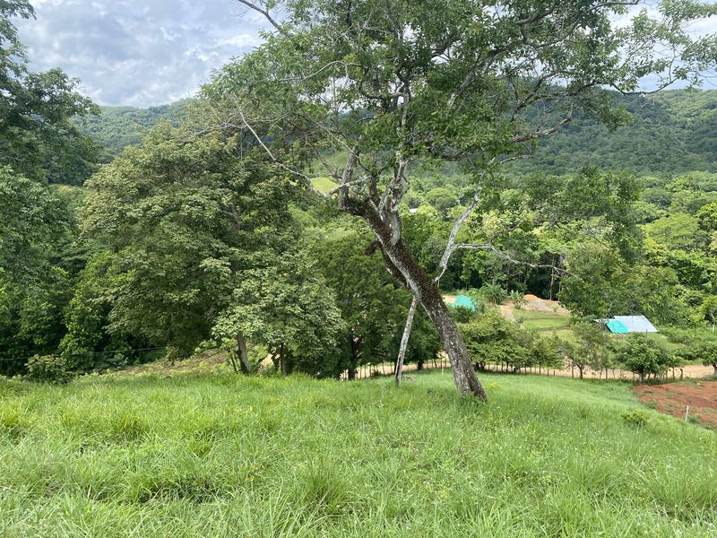 Beautiful tree at Lotes Rio El Carmen land for sale samara costa rica