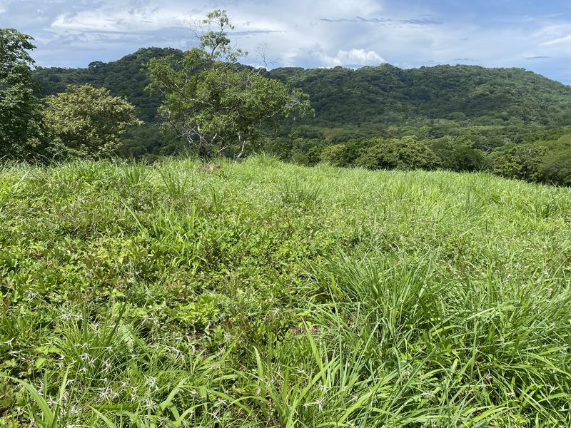 grassy landscape at Lotes Rio El carmen for sale samara costa rica